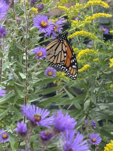 Monarch