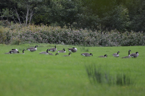 Canada Goose
