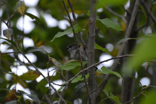 Long-tailed Tit