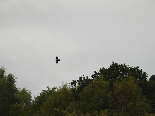 Common Raven