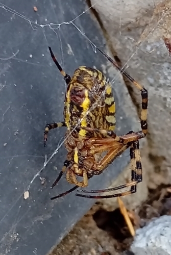 Wasp Spider