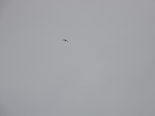 Common Swift