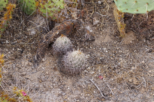 Rhinoceros Cactus