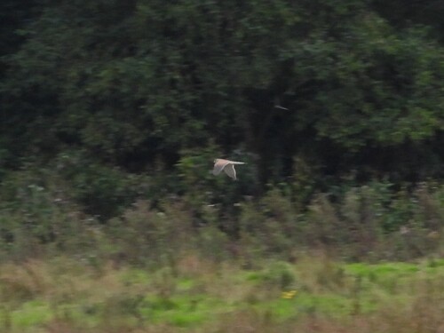 Eurasian Kestrel