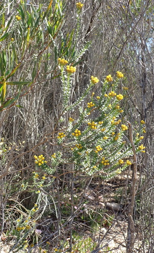 Oedera squarrosa, photograph 3