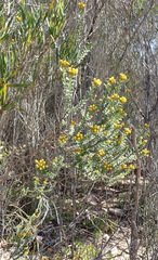 Oedera squarrosa, photograph (c) Nicola van Berkel, some rights reserved (CC BY-SA)
