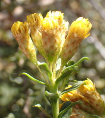 Oedera squarrosa, photograph (c) Nicola van Berkel, some rights reserved (CC BY-SA)