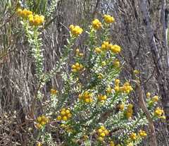 Oedera squarrosa, photograph (c) Nicola van Berkel, some rights reserved (CC BY-SA)