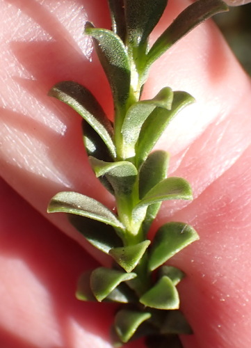 Oedera squarrosa, photograph 1