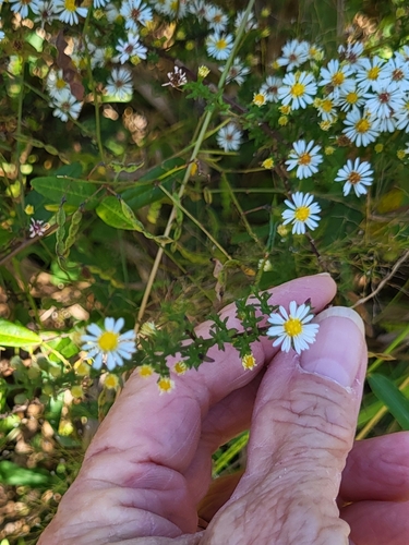 Symphyotrichum racemosum, photograph 5