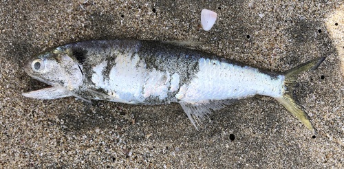 Dussumier's thryssa (Thryssa dussumieri) — Engraulidae — 2