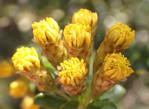 Oedera squarrosa