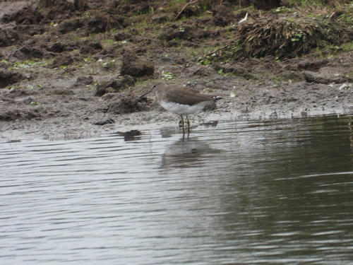 Green Sandpiper