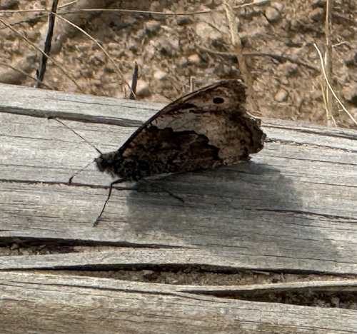 Woodland Grayling