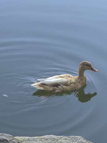 Mallard