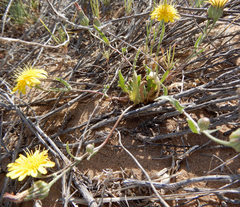Malacothrix fendleri