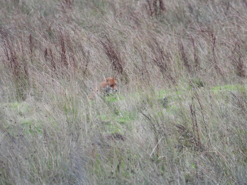 Red Fox
