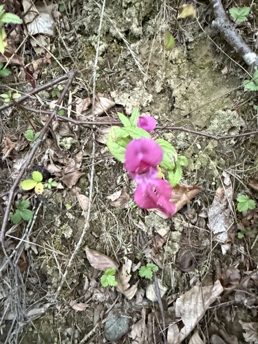 Himalayan balsam