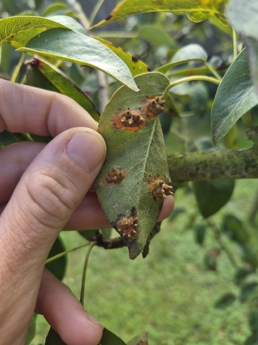 Pear Rust