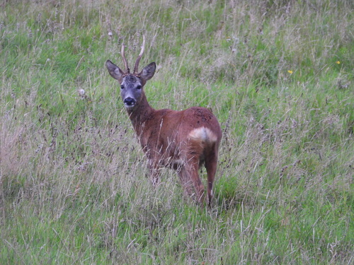 Western Roe Deer