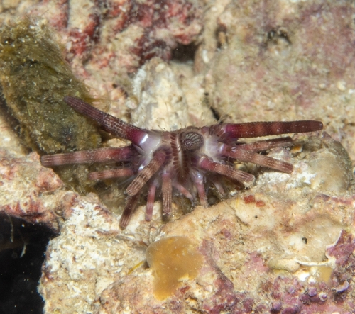 Eucidaris metularia observed 2026-09-16