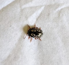 Calligrapha confluens