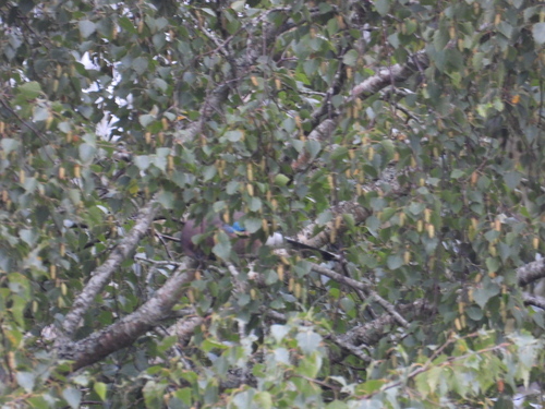 Eurasian Jay