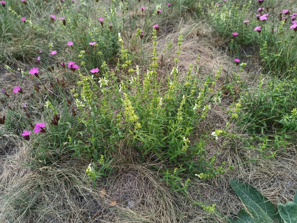 Stachys recta; photograph (c) Vladimír Fuka, some rights reserved (CC BY)