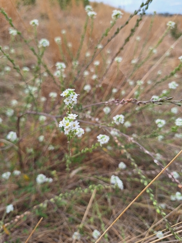 hoary alyssum