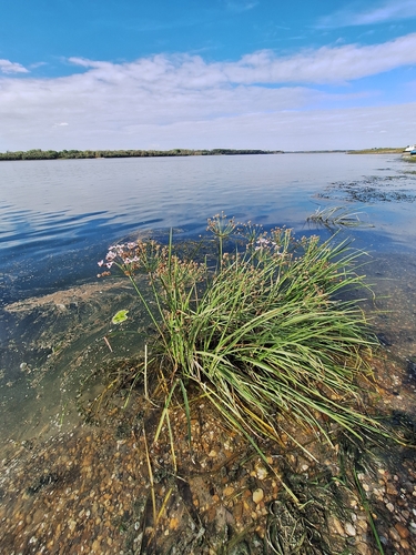 Flowering-rush