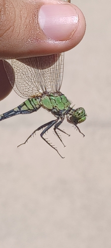 Eastern Pondhawk