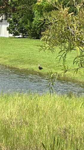 Domestic Muscovy Duck