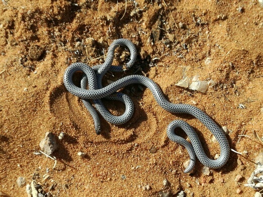 Namibiana