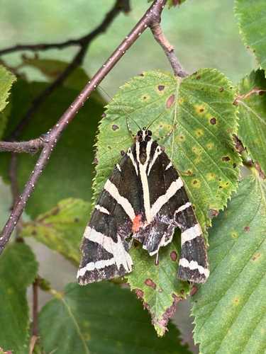 Jersey Tiger