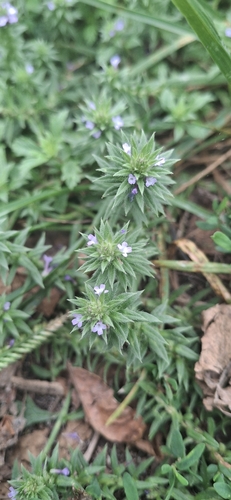 Bigbract Verbena