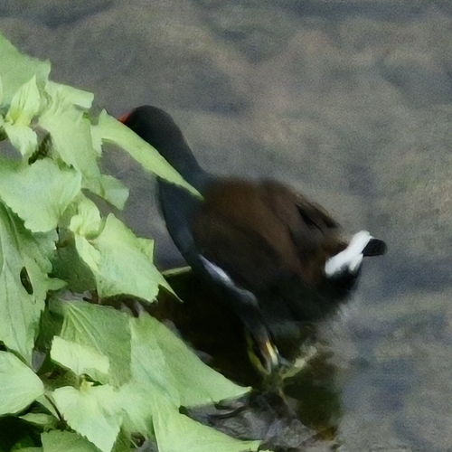 Eurasian Moorhen