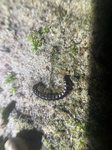 Greenhouse Millipede