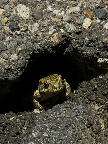 Green Toad
