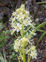 Toxicoscordion exaltatum