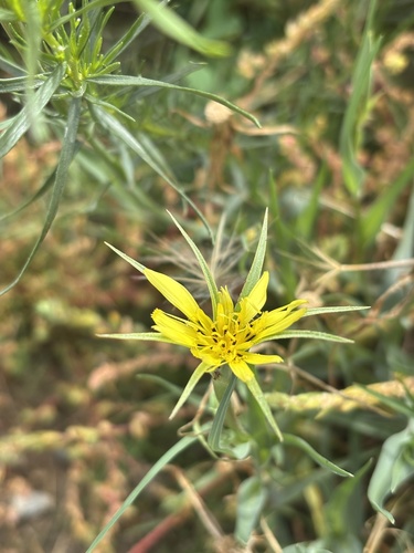 Yellow Salsify