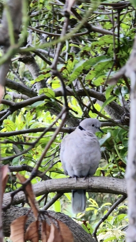 Eurasian Collared-Dove