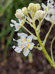 Toxicoscordion exaltatum