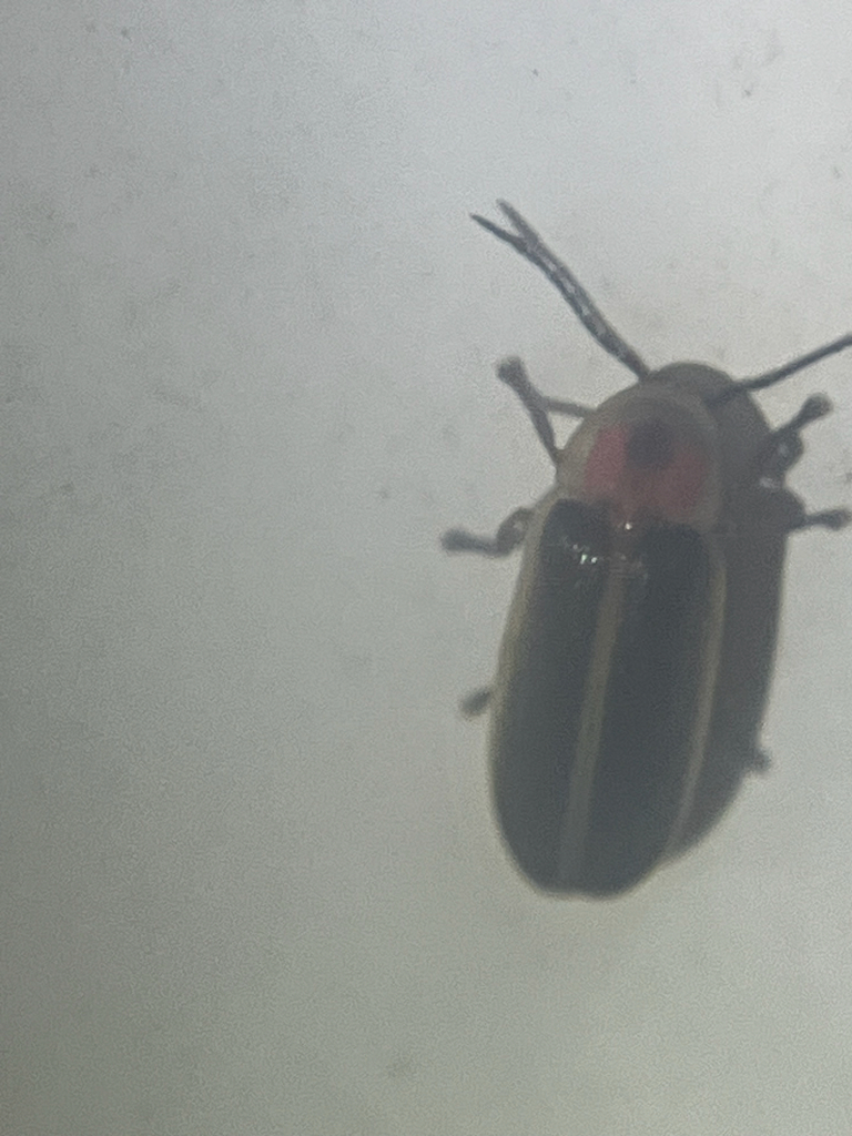 Meet the Common Eastern Firefly