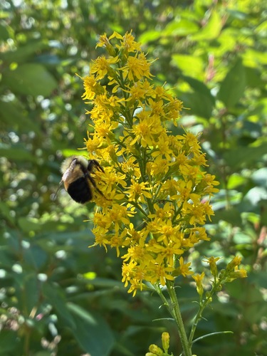 Rusty-patched Bumble Bee