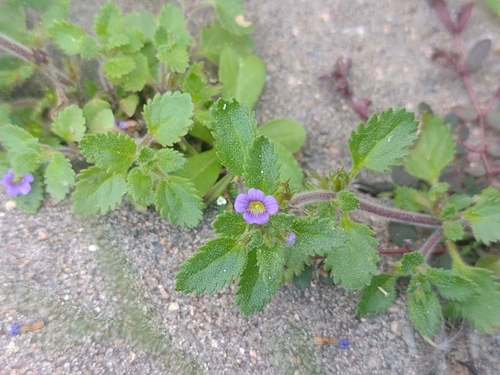 Whorled Twintip