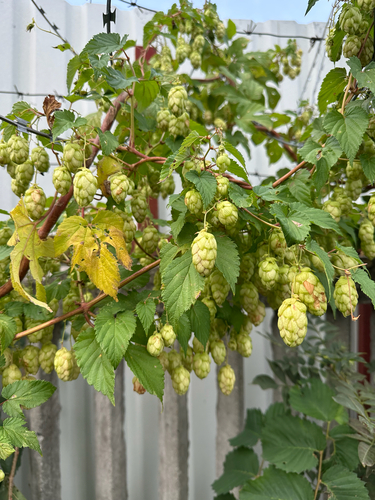 common hops
