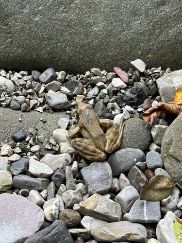 Italian Stream Frog