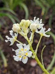 Toxicoscordion exaltatum