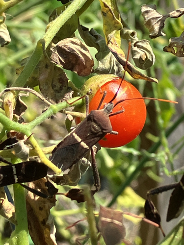 Eastern Leaf-footed Bug
