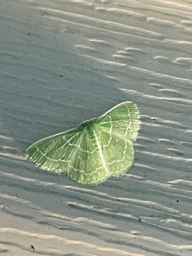 Wavy-lined Emerald
